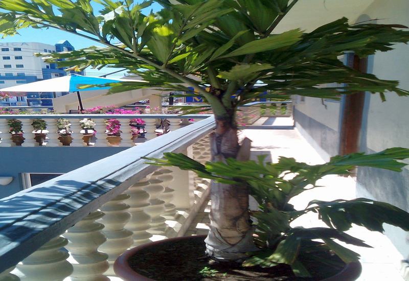 Hotel Mazatlan Bagian luar foto